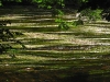 7-divoka-orlice-karel-netolicky.jpg